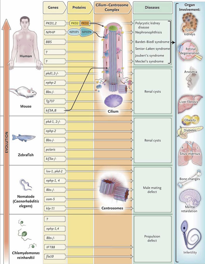 Figure 1: Evolutionary conservation of ciliopathy genes and organ involvement...